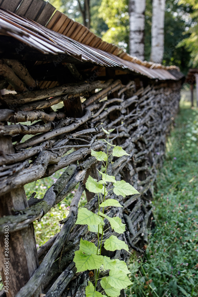 Obraz premium Young tree growing next to old wooden fence