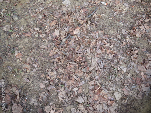 light gray background color - the structure of fallen leaves on the ground © Вячеслав Алешкин