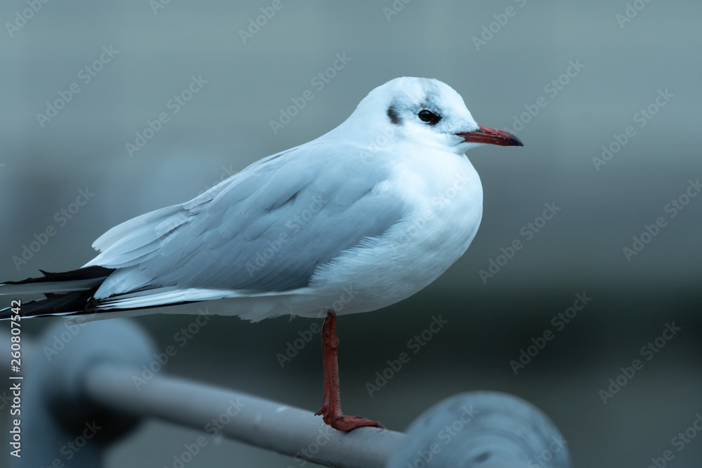 A black-headed gull sitting on a railing A black-headed gull sitting on a railing
