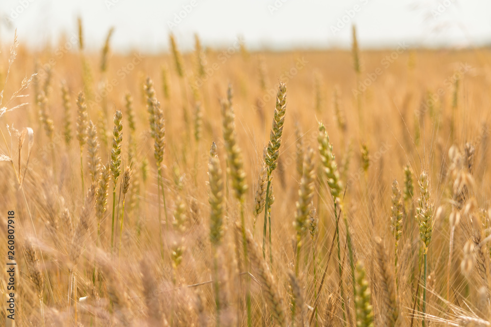 Grains of grain