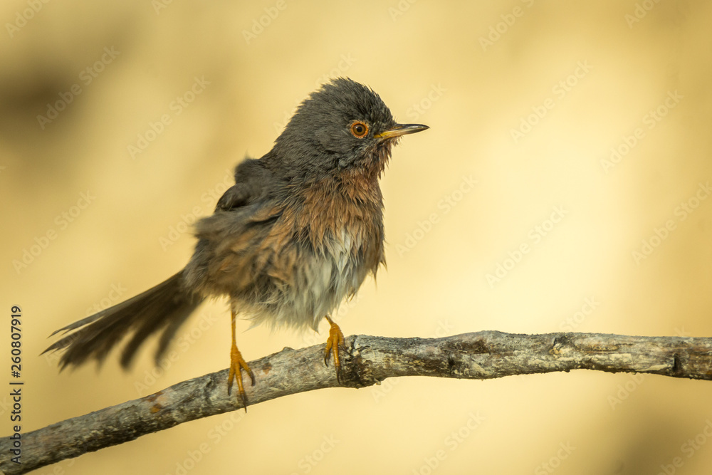 Fototapeta premium Curruca rabilarga