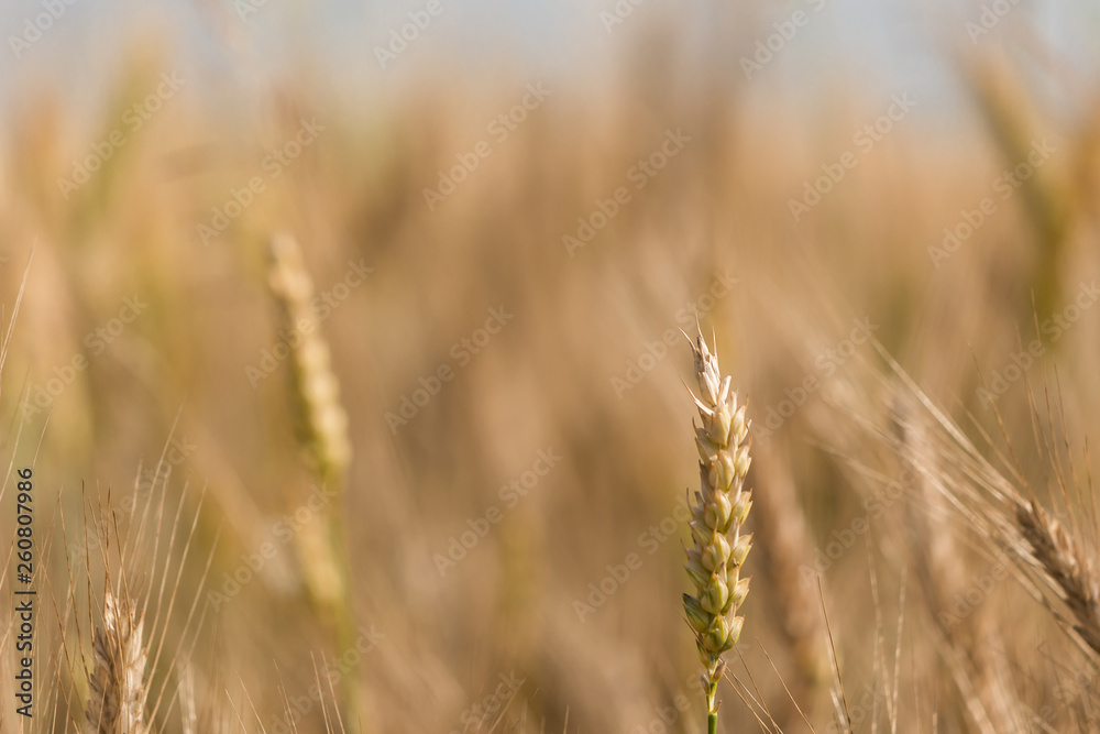 Grains of grain Grains of grain