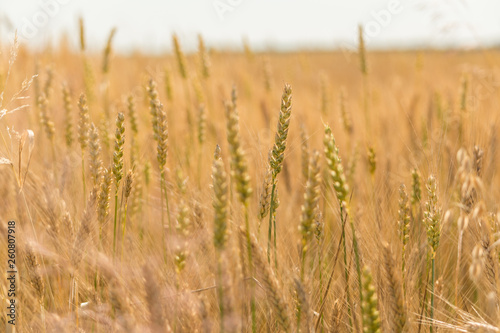 Grains of grain © rafcio7618