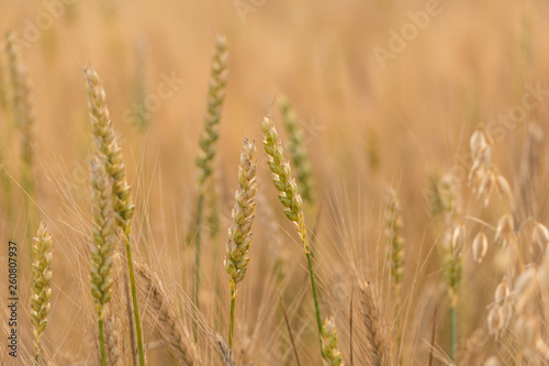 Grains of grain