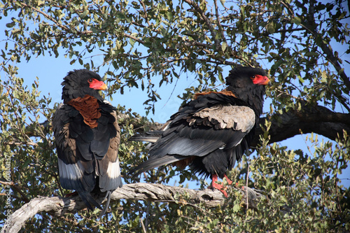 Gaukler / Bateleur / Terathopius ecaudatus photo