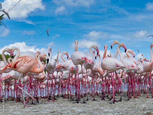 Flock of Greater Flamingo on the shore of Camargue, France