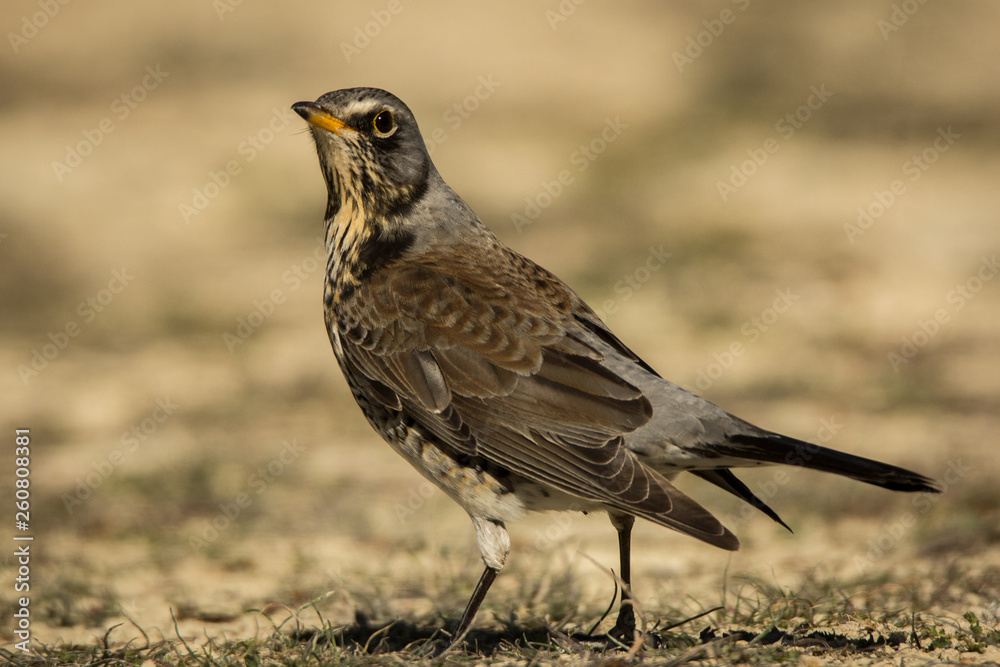 Obraz premium Zorzal real