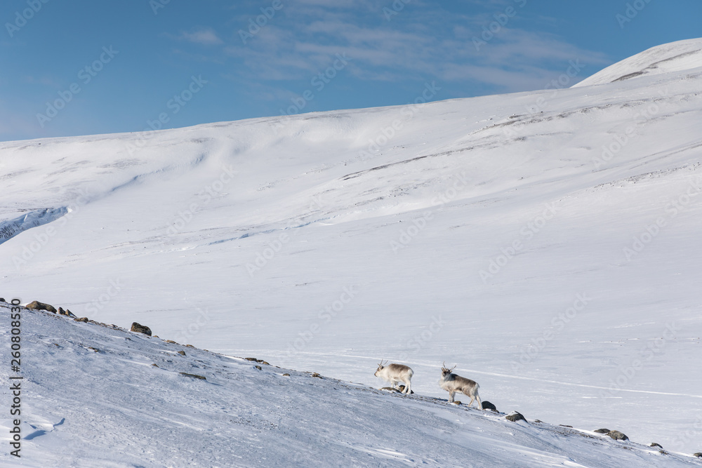 Svalbard reindeers in their own enviroment.