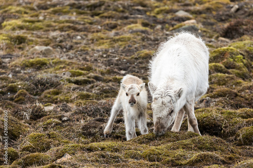 Fototapeta Naklejka Na Ścianę i Meble -  Svalbard reindeers in their own enviroment.