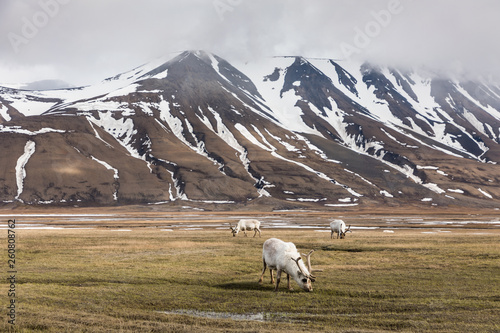Svalbard reindeers in their own enviroment.