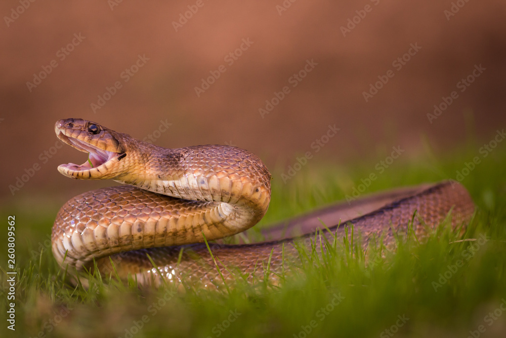 Fototapeta premium Culebra escalera
