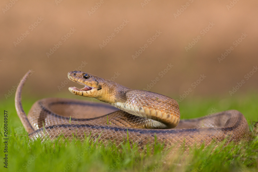 Fototapeta premium Culebra escalera