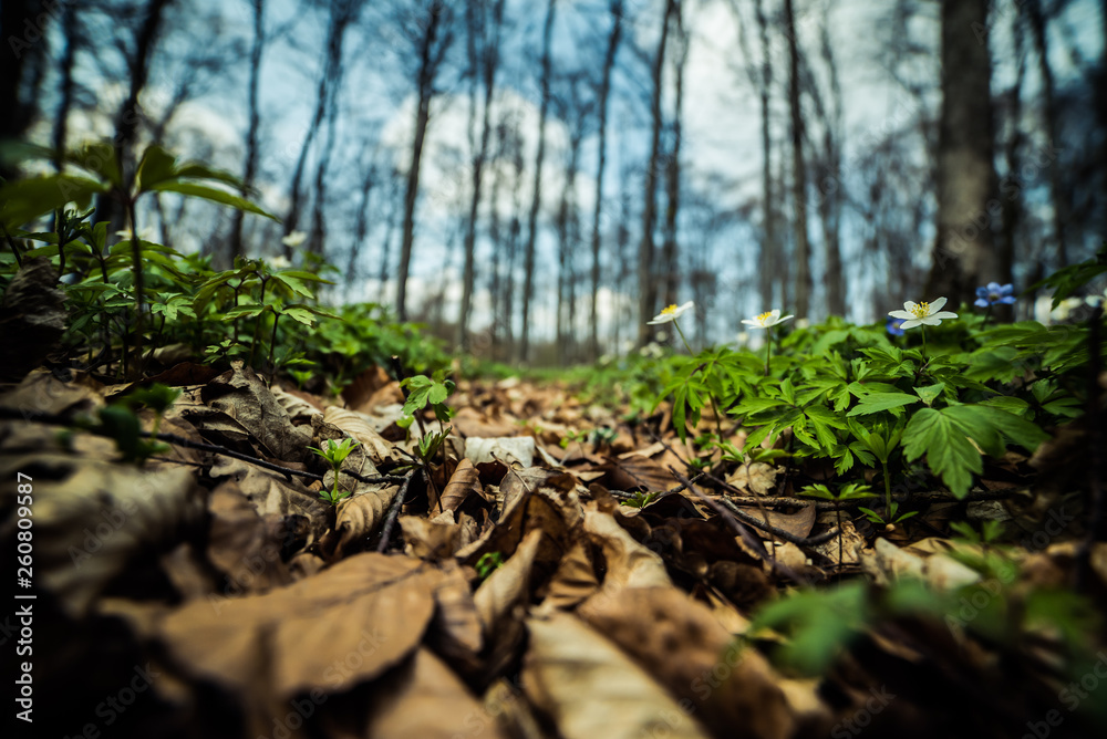 Bright beech forest in the spring, the first flowers. Bright beech forest in the spring, the first flowers.