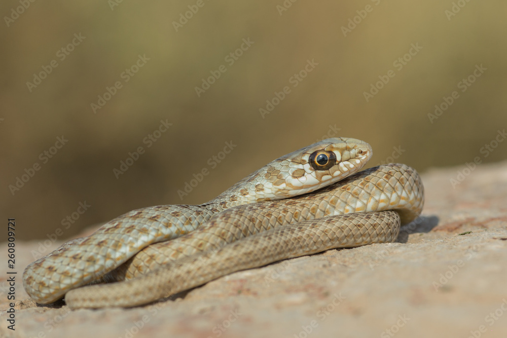 Naklejka premium Culebra bastarda