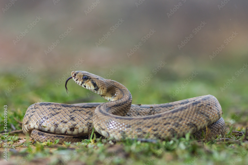 Fototapeta premium Culebra escalera