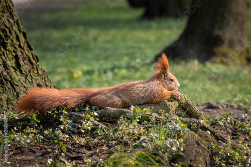 Red squirrel sunbathing