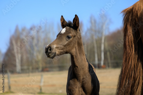 The foal with his mother on the pasture  spring time