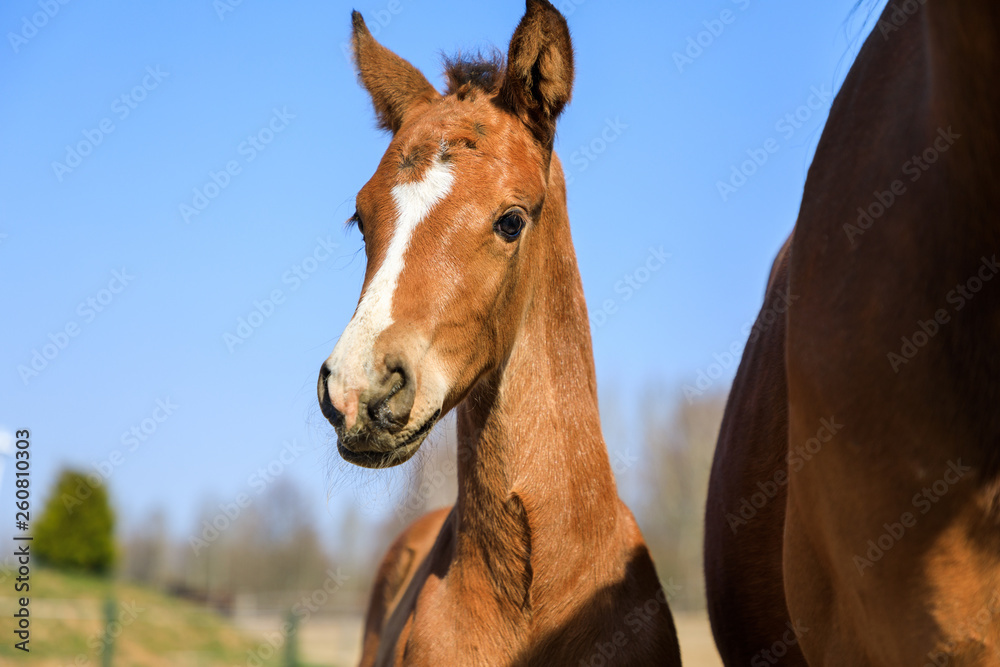 Obraz premium The foal with his mother on the pasture, spring time