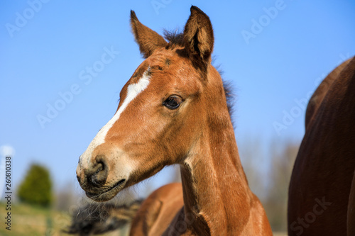 The foal with his mother on the pasture, spring time