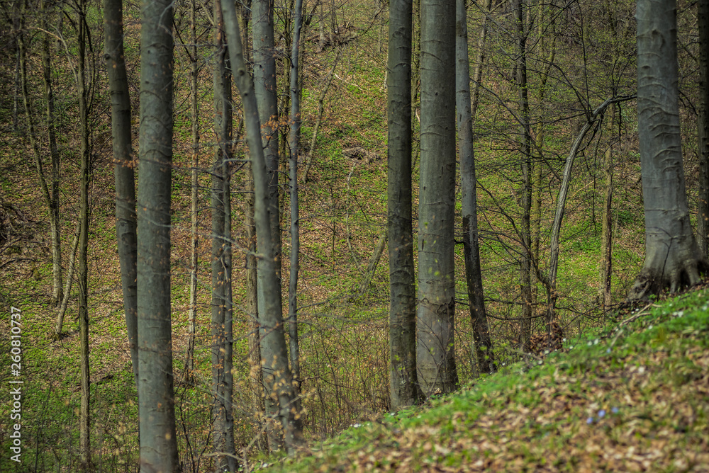 Bright beech forest in the spring, the first flowers. Bright beech forest in the spring, the first flowers.