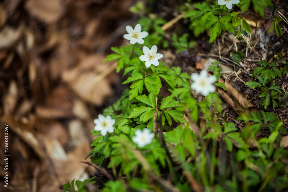 Bright beech forest in the spring, the first flowers. Bright beech forest in the spring, the first flowers.