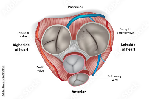 Structure of the heart valves. Mitral valve, pulmonary valve, aortic valve and the tricuspid valve.