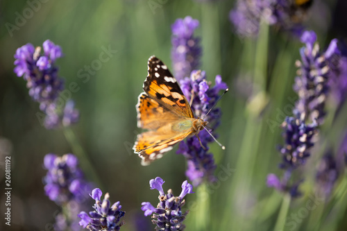 Lavendel © Sandy Maiwald
