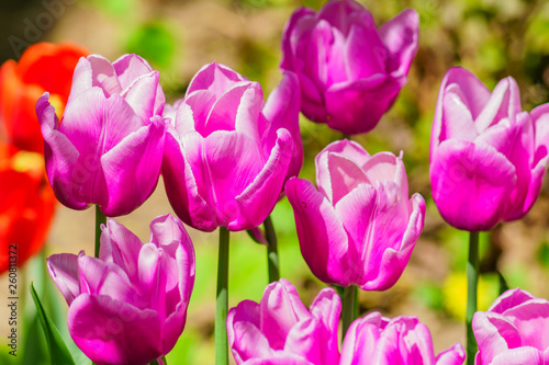 close up of blooming field of purple  tulips  floral background.