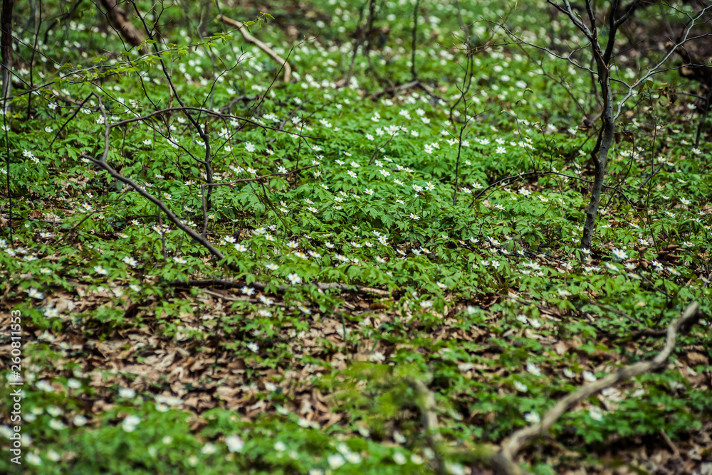 Bright beech forest in the spring, the first flowers. Bright beech forest in the spring, the first flowers.