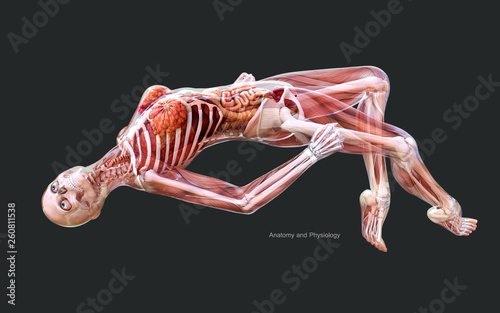 3d Illustration Human of a Female Skeleton Muscle System, Bone and Digestive System with Clipping Path 