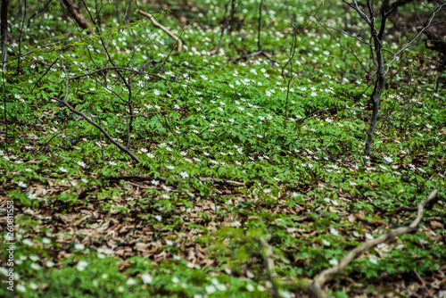 Bright beech forest in the spring  the first flowers.