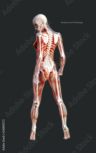 3d Illustration Human of a Female Skeleton Muscle System, Bone and Digestive System with Clipping Path 