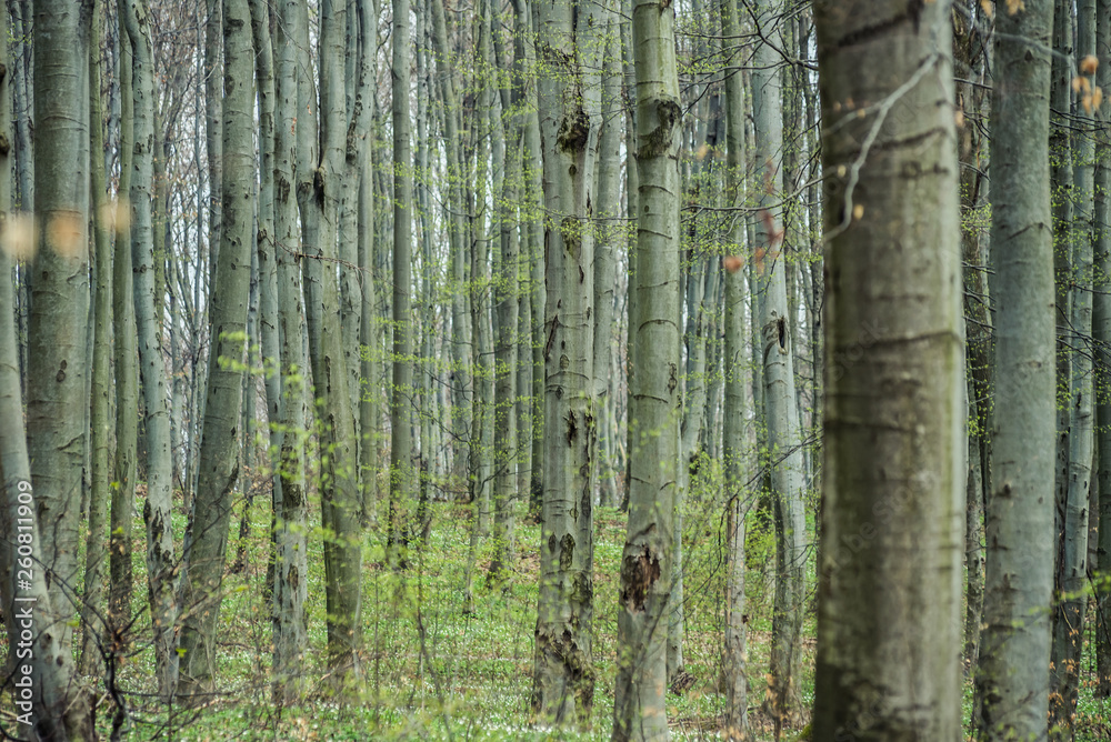 Bright beech forest in the spring, the first flowers. Bright beech forest in the spring, the first flowers.
