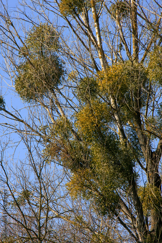 Mistletoes in a tree photo