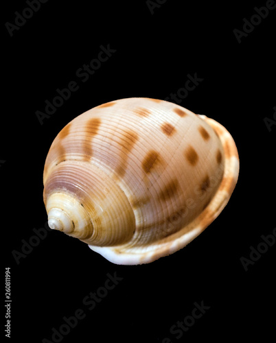 brown spotted seashell
