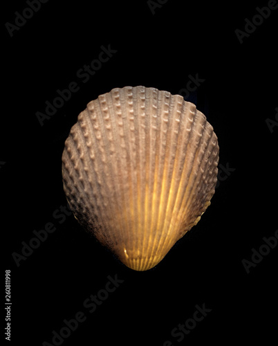 textured seashell