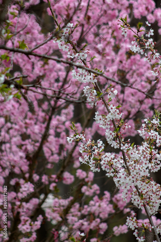 Spring in Sofia. White blossoming branches against the background of pink ones.