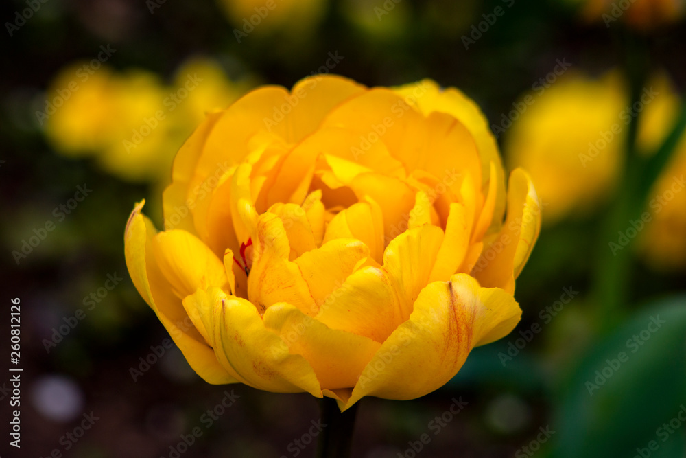 Spring in Sofia. Yellow tulip. Closeup. Spring in Sofia. Yellow tulip. Closeup.