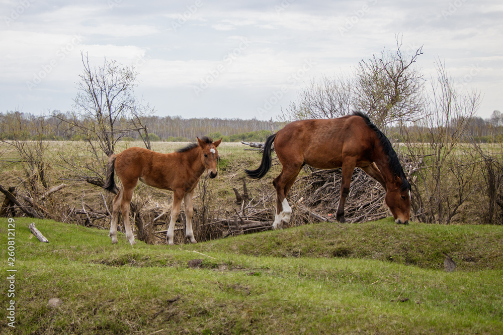 Two young horses grazing in the pasture. Two young horses grazing in the pasture.