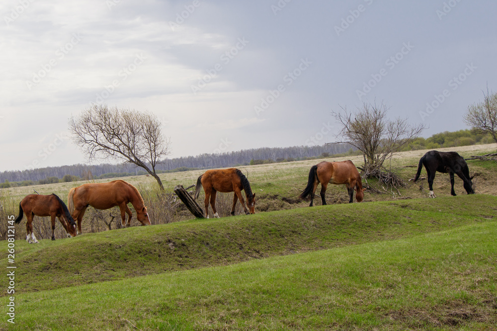 Horses and foal grazing in the pasture. Horses and foal grazing in the pasture.