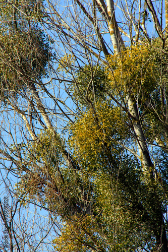 Mistletoes in a tree photo
