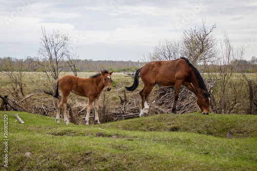 Two young horses grazing in the pasture. 