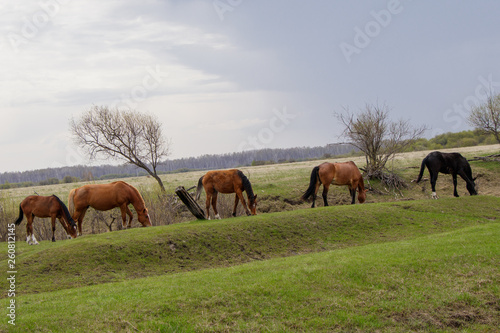 Horses and foal grazing in the pasture. 