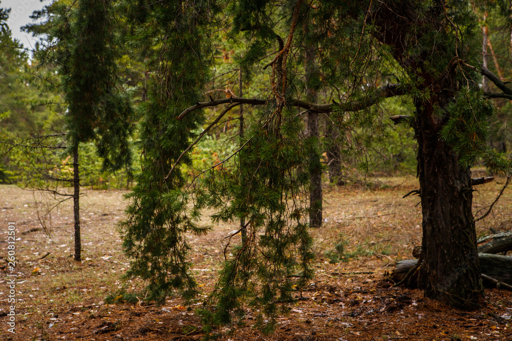 Naklejka premium thick pine forest. Russian landscape