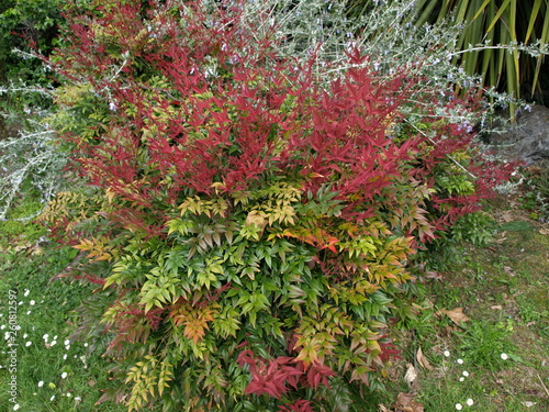 Nandina