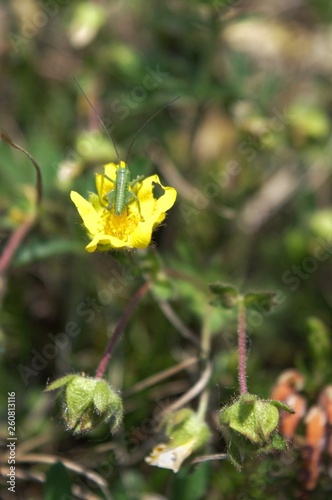 Piccolo grillo su un fiore giallo