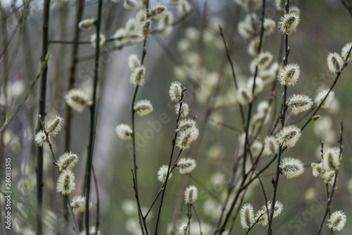 Willow in spring. Early spring in the forest. © alipko
