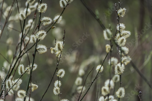 Willow in spring. Early spring in the forest. © alipko