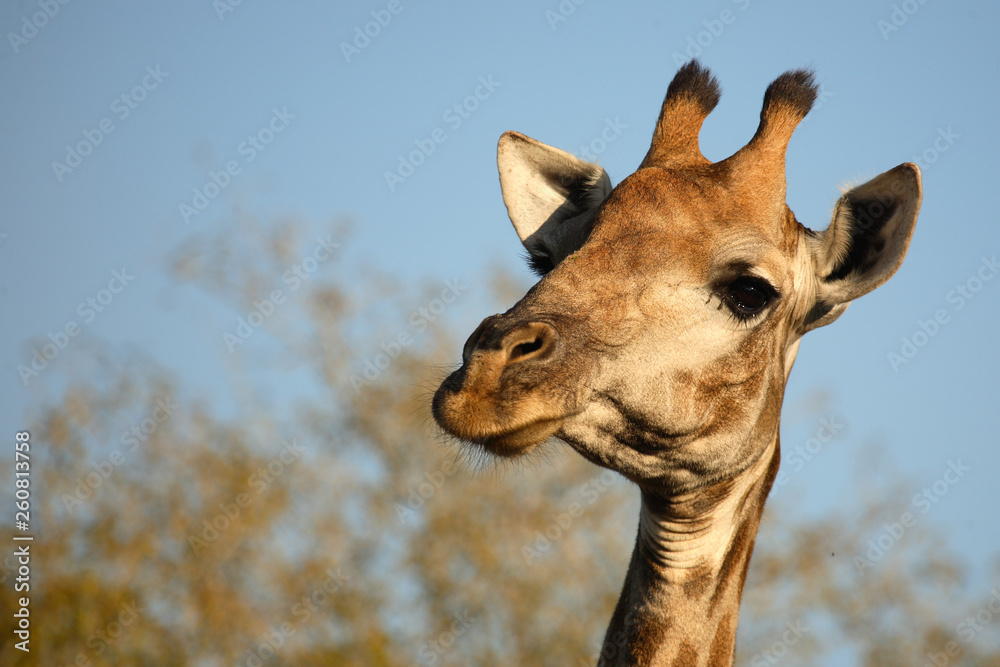 Obraz premium Giraffe / Giraffe / Giraffa Camelopardalis