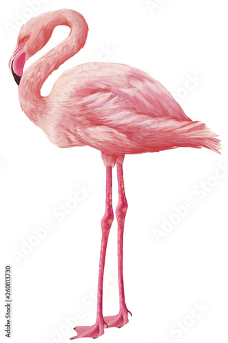 Bright drawn american flamingo isolated © Julia